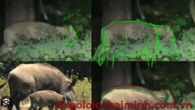 Löwen Berlin Wildschwein Video