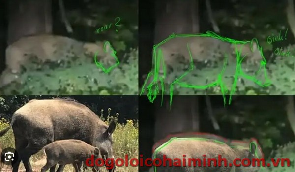 Löwen Berlin Wildschwein Video