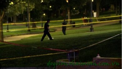 Tragedy Strikes: Boston Common Stabbing Claims the Life of a Young Woman