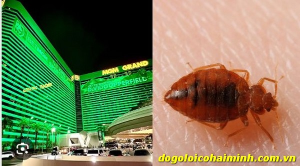 Updated Las Vegas Hotels Bed Bugs