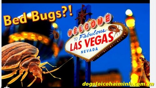 Updated Las Vegas Hotels Bed Bugs